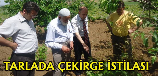 Tarlalarda çekirge istilası 