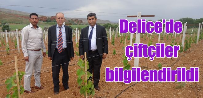 Delice