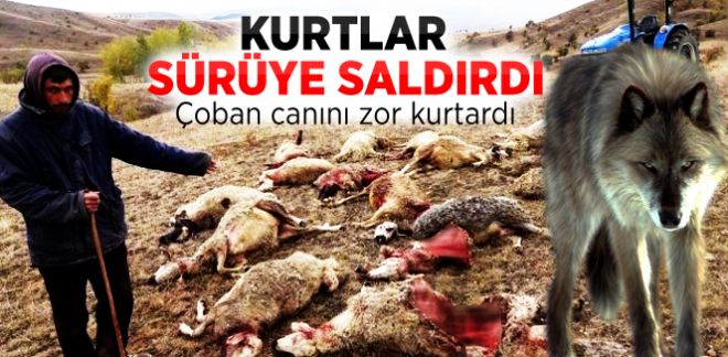 Kurtlar çobanları yaraladı