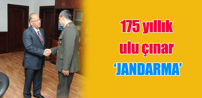 175 yıllık ulu çınar