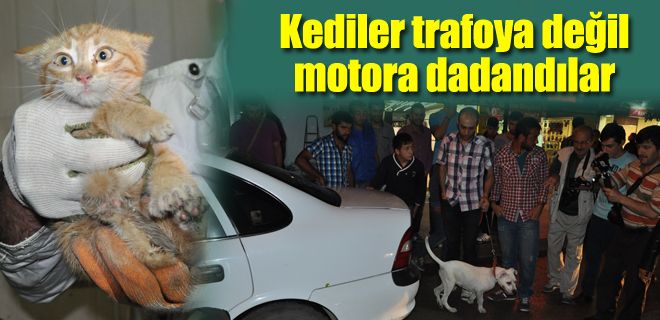 Kediler trafoya değil motora dadandılar 
