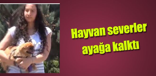  Hayvan severler ayağa kalktı 