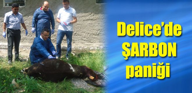 Şarbon paniği yaşanıyor