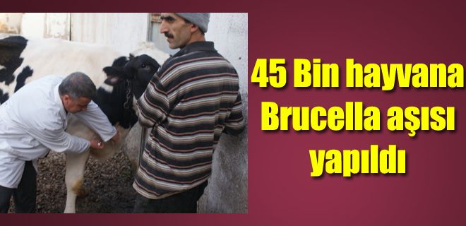 45 Bin hayvan aşılandı