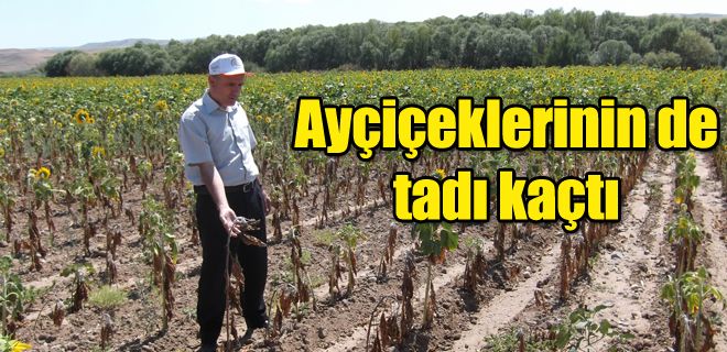 Ayçiçeklerinin de tadı kaçtı 