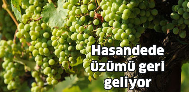 Hasandede üzümü geri geliyor