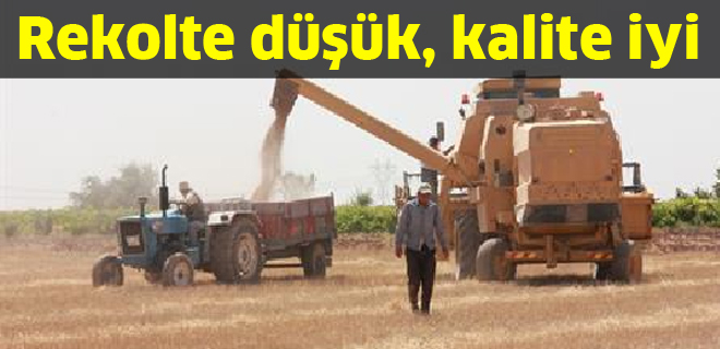 Rekolte düşük, kalite iyi