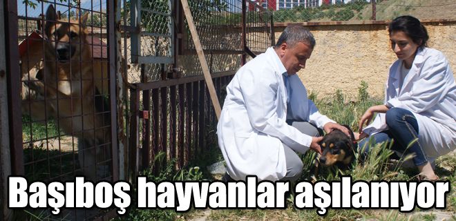 Başıboş hayvanlar aşılanıyor