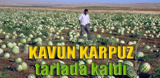Kavun-karpuz tarlada kaldı