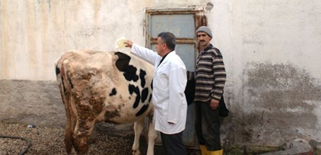 Büyükbaş hayvanlara şap aşısı yapılacak 
