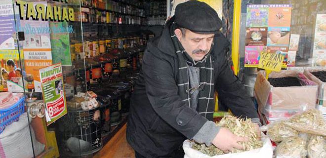 Ihlamur altınla yarışıyor