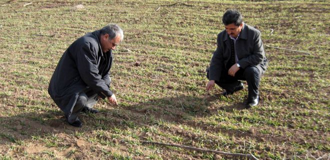 Tarım İl, farelere savaş açtı