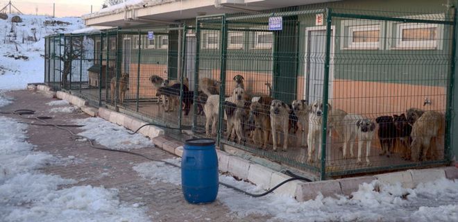 Belediye sahipsiz hayvanlara sahip çıkıyor