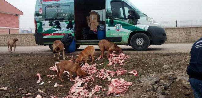Sokak hayvanlarına yemek