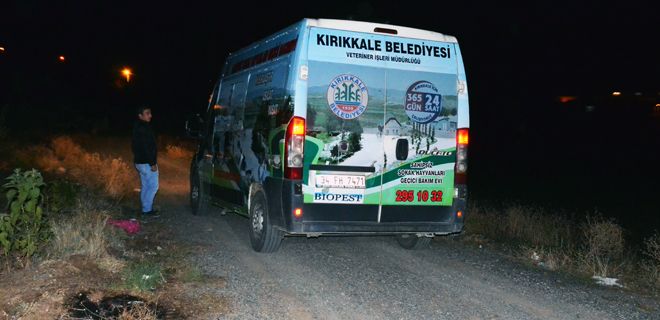 Belediye Köpek avı başlattı