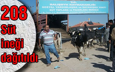 208 adet süt ineği dağıtıldı