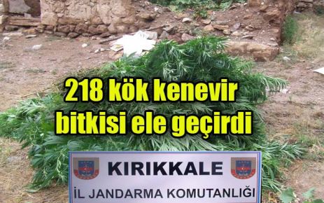 218 kök kenevir bitkisi ele geçirdi