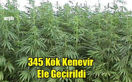 345 Kök Kenevir Ele Geçirildi