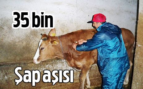 35 bin hayvana şap aşısı