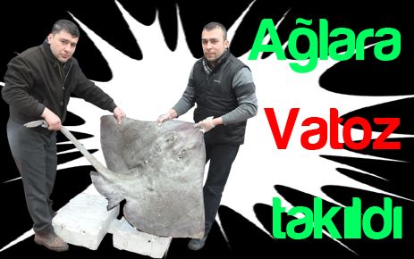Ağlara vatoz takıldı