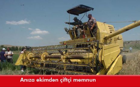 Anıza ekimden çiftçi memnun