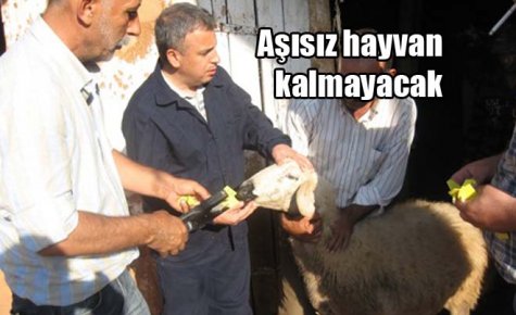 Aşısız hayvan kalmayacak 