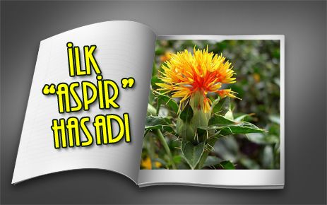 Aspir bitkisi ilk hasadını verdi