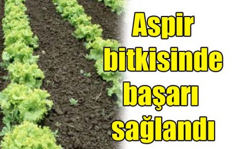 Aspir bitkisinde başarı sağlandı