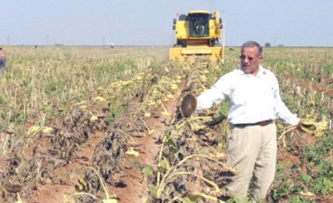 AYÇİÇEĞİ HASADI BAŞLADI