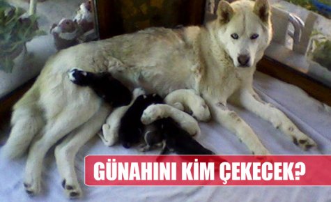 AZABINI VE GÜNAHINI KİM ÇEKECEK?