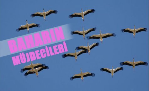 BAHARIN MÜJDECİSİ LEYLEKLER GELDİ