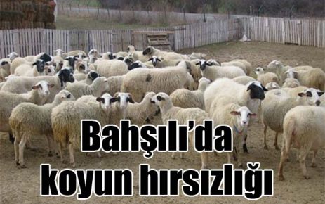 Bahşılı?da koyun hırsızlığı 