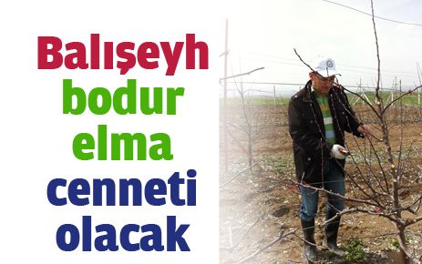 Bodur elma üretimi