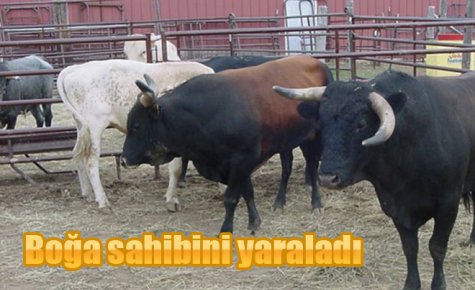 Boğa sahibini yaraladı 
