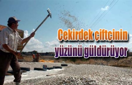 Çekirdek çiftçinin yüzünü güldürüyor