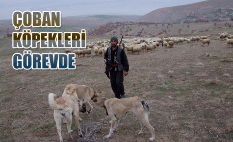 ÇOBAN KÖPEKLERİ GÖREVDE