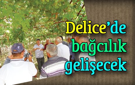 Delice?de bağcılık gelişecek
