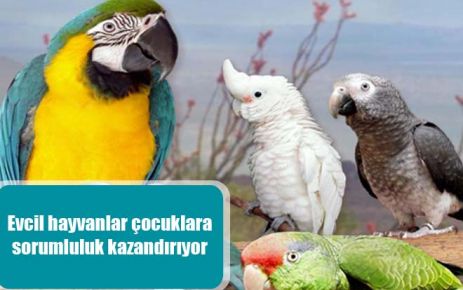 Evcil hayvanlar çocuklara sorumluluk kazandırıyor 