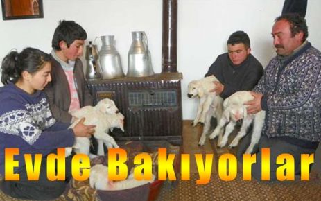  Evde Bakıyorlar