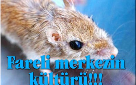 Fareli merkezin kültürü