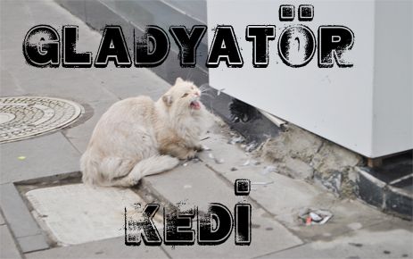 Gladyatör kedi iş başında