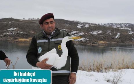 İki balıkçıl özgürlüğüne kavuştu