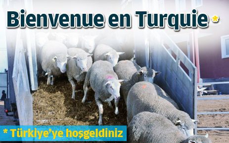 İle de Frence koyunları Keskin?de