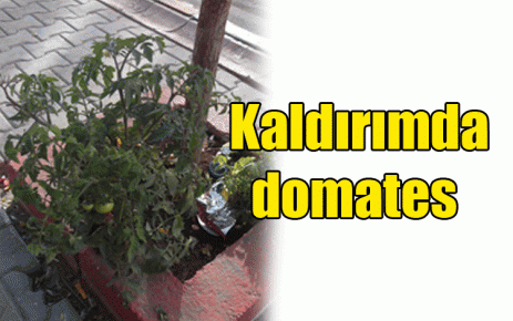 Kaldırımda domates 