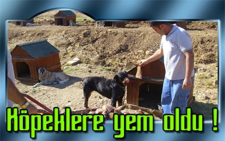 Kazada ziyan olan balıklar köpeklere verildi