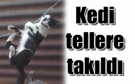 Kedi tellere takıldı