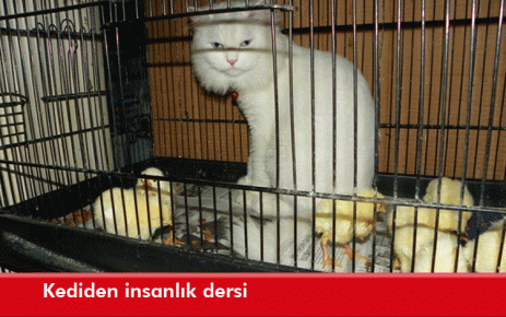 Kediden insanlık dersi