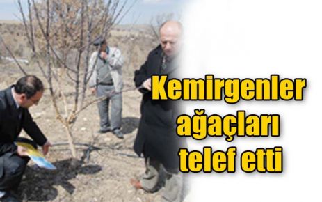 Kemirgenler ağaçları telef etti