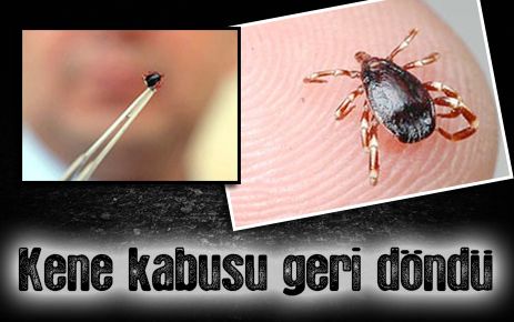 Kene kabusu geri döndü