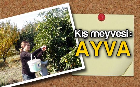 Kış meyvesi: Ayva